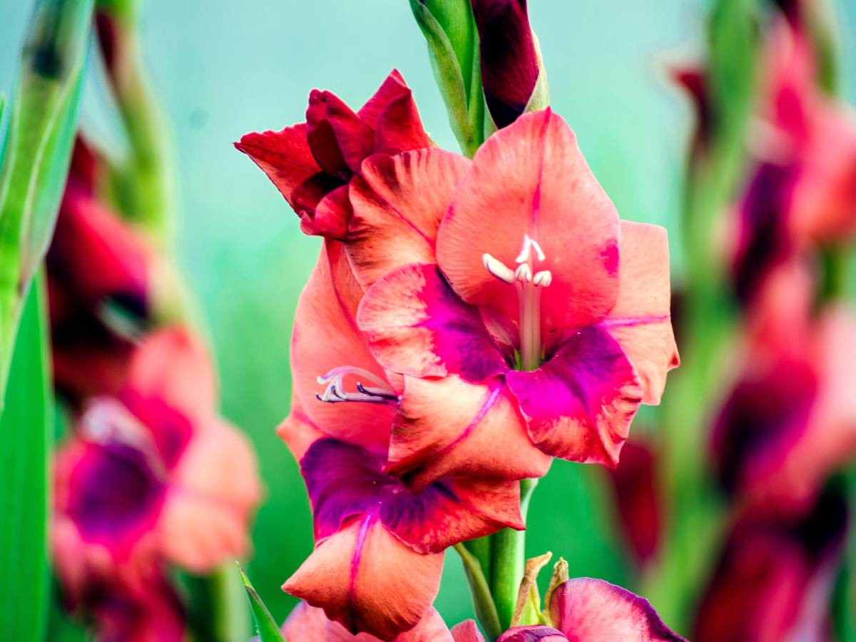 Gladiolus