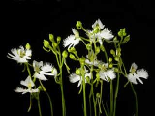 egret orchid