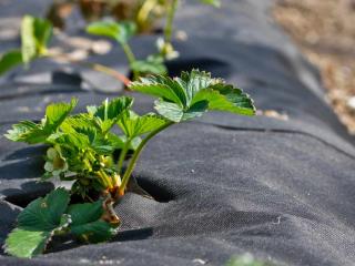 Landscaping fabric against weeds