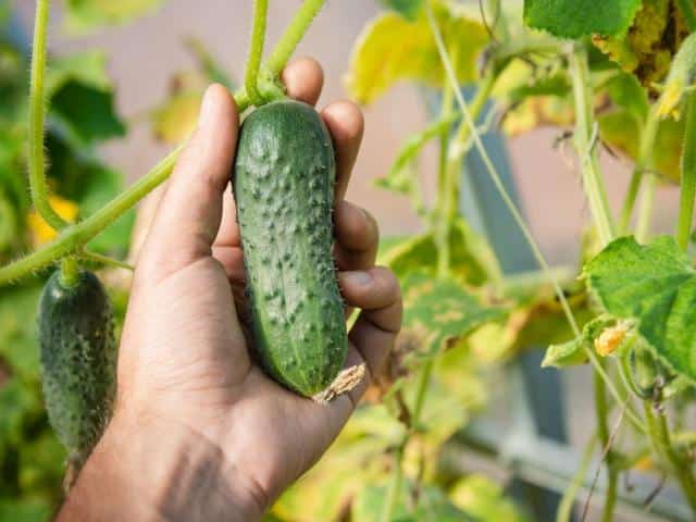 Picking pickles