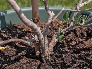 Planting an olive tree in a pot