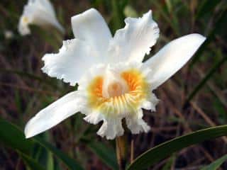 Darwin's orchid