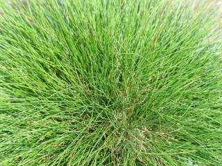 Fescue species