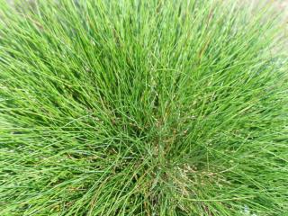 Fescue species