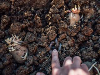 Underground potato pests