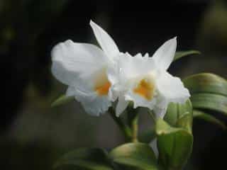 White dendrobium orchid