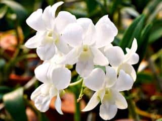 White orchid varieties
