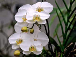 White phalaenopsis amabilis