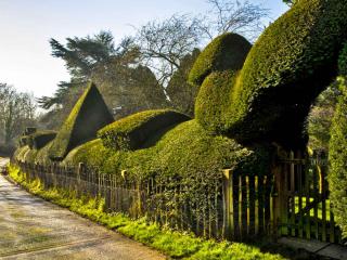 Yew hedge topiary