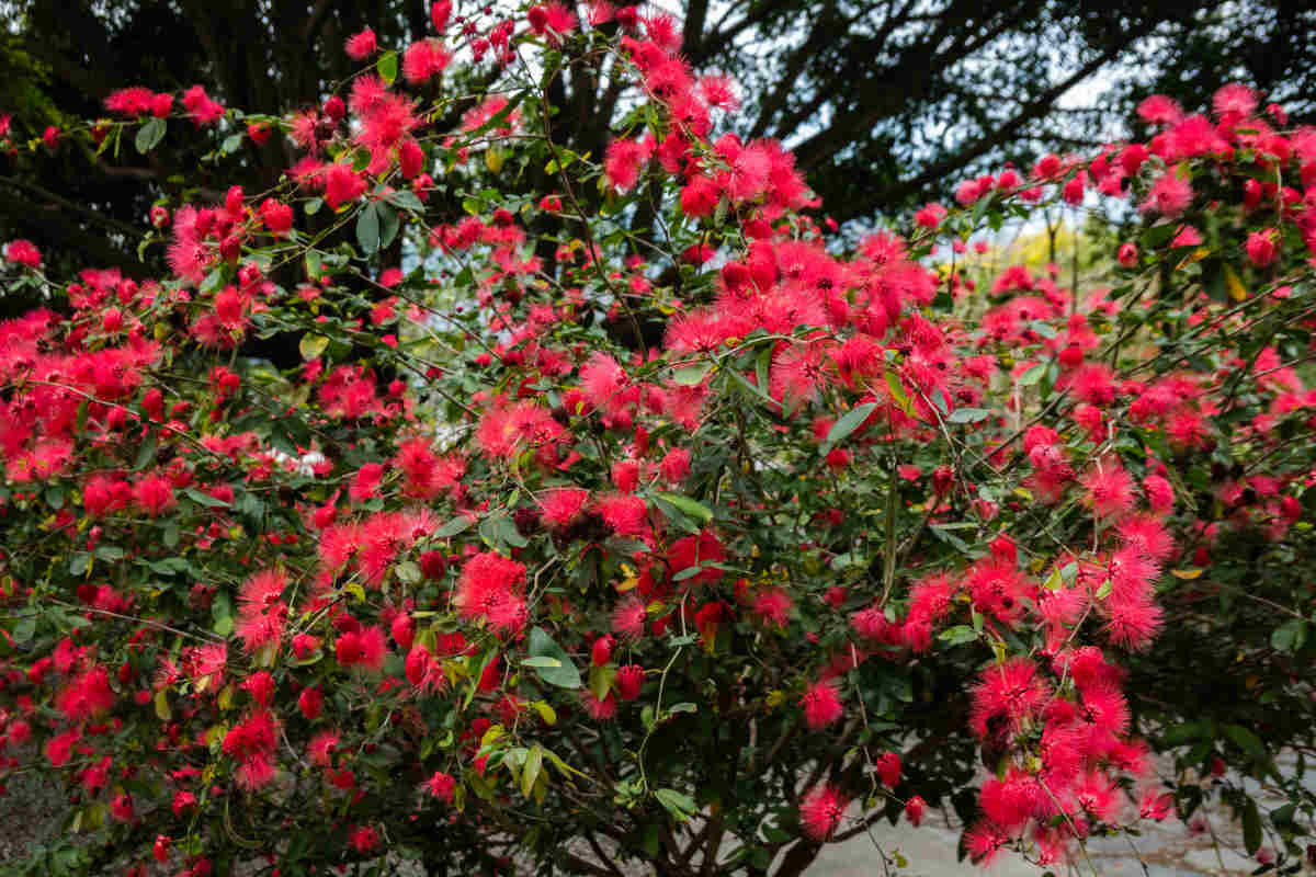 Calliandra haematocephala