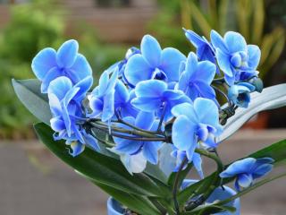 Blue orchid symbol