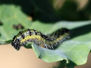 Cabbage caterpillar