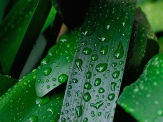 Clivia watering