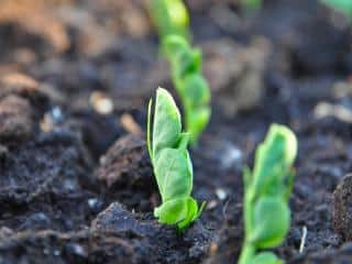 How to sow green pea