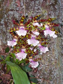 Growing and care for zygopetalum