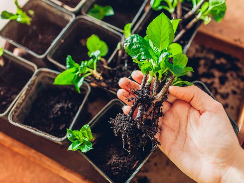 hydrangea cuttings