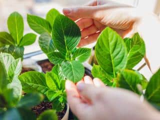 care for hydrangea cuttings