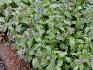 How to propagate lungwort