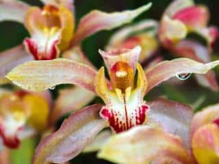 What does the cymbidium orchid mean