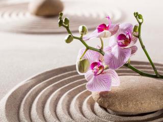 Meaning and symbols of orchids