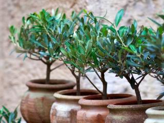ornamental olive