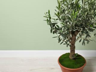 ornamental olive pot