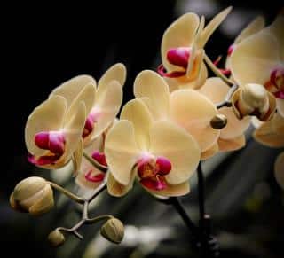 Phalaenopsis meaning symbol