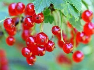 red currant ribes