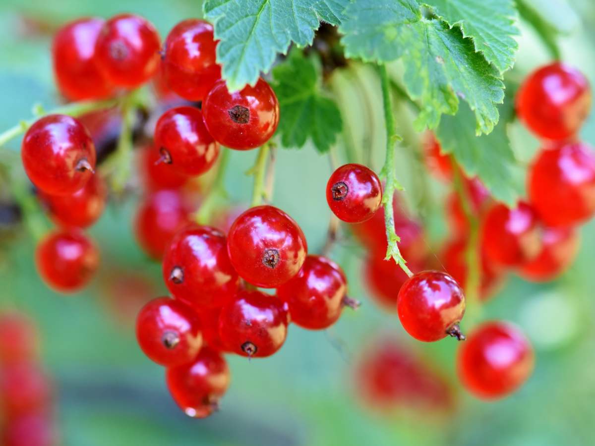 red currant ribes