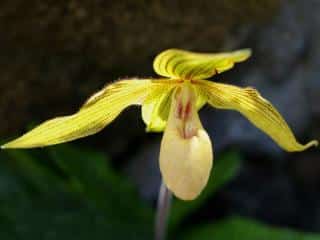 What does giving a paphiopedilum orchid mean?