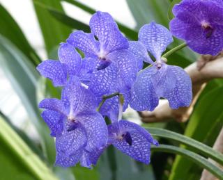 Vanda orchid flower meaning