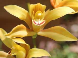 Yellow orchid gift meaning