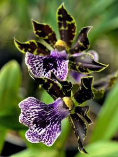 Description of Zygopetalum