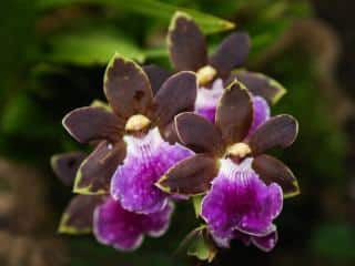 Fertilizer for zygopetalum