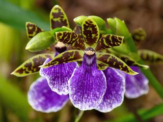 Meaning of the Zygopetalum orchid flower