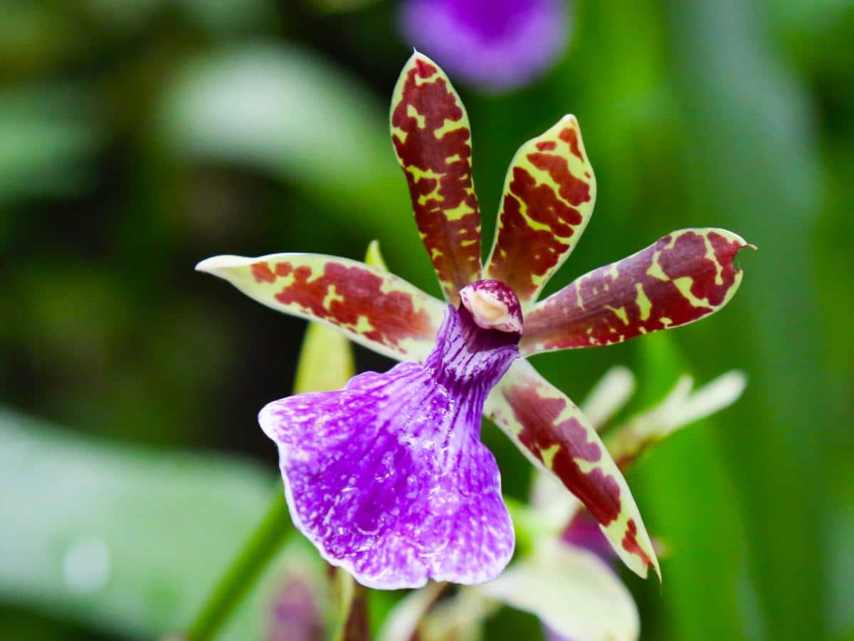 Zygopetalum orchid