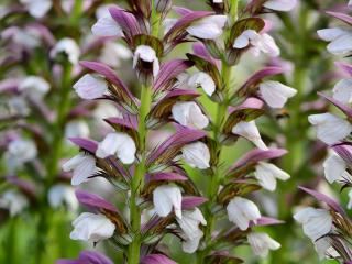 Tall flowers acanthus mollis