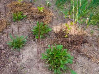 Mulch helps reduce alkalinity