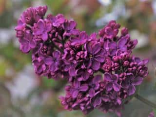 Grow lilac in limestone