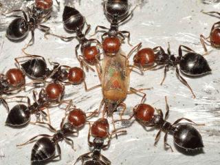 Ants helping rid garden of pests