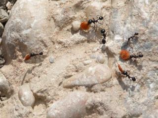 Ants spread seed