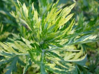 Artemisia vulgaris, mugwort