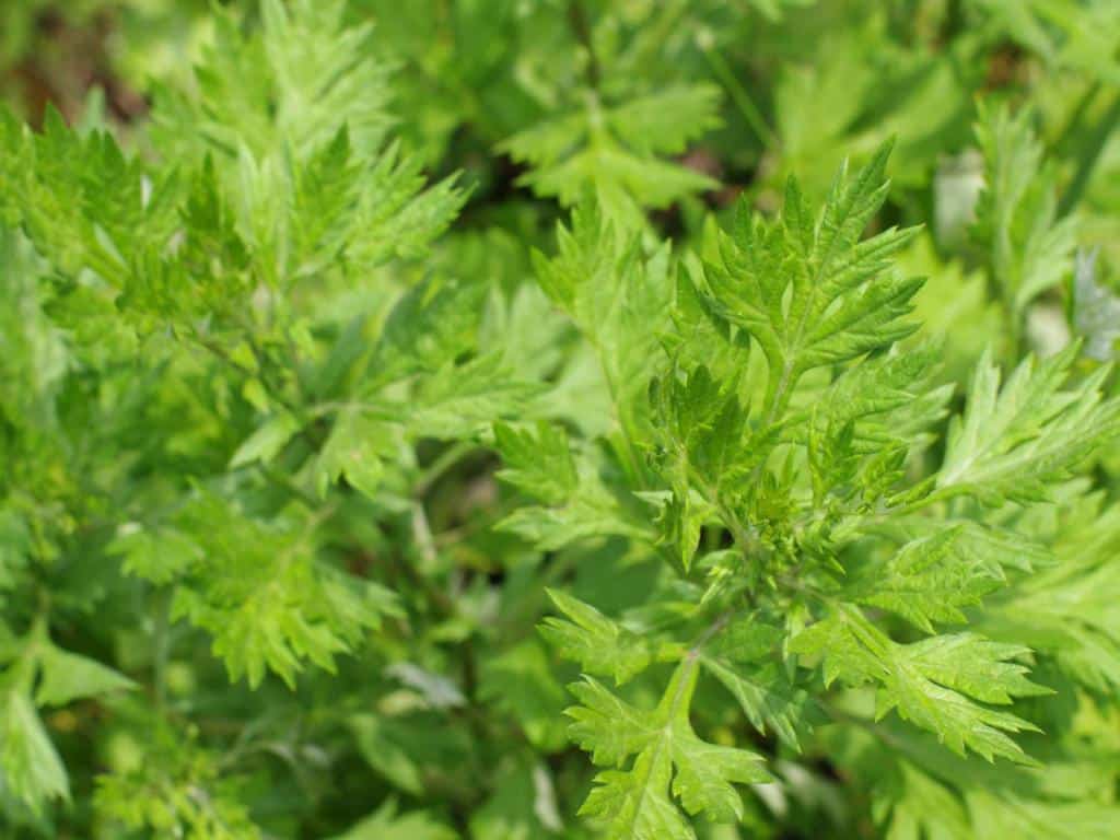 Artemisia vulgaris, mugwort