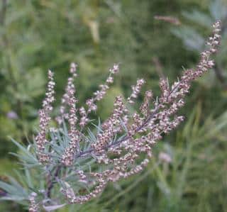 Propagation artemisia