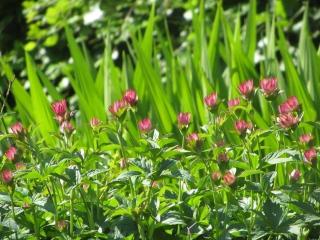 Caring for astrantia