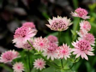 Astrantia major