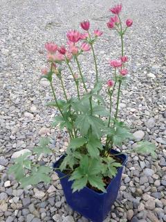 Astrantia in a pot