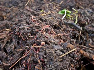 How to attract earthworms