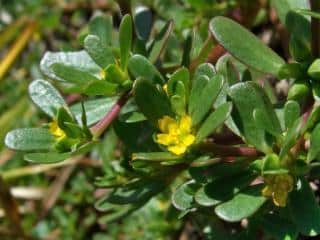 Purslane is edible