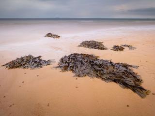 Which seaweed to use in a vegetable patch